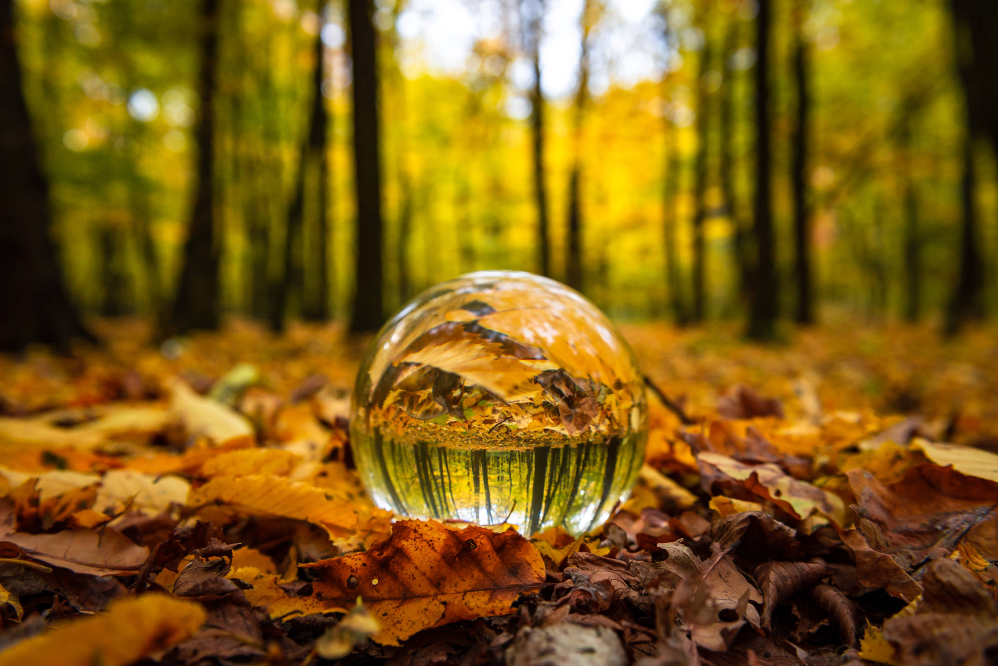 Lensball 60mm PRO Set | Lensball Pro USA | 11 Lensball 60mm PRO Set | Lensball Pro USA | 11